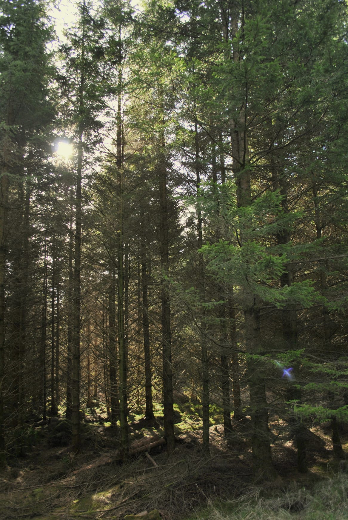Gisburn-Forest