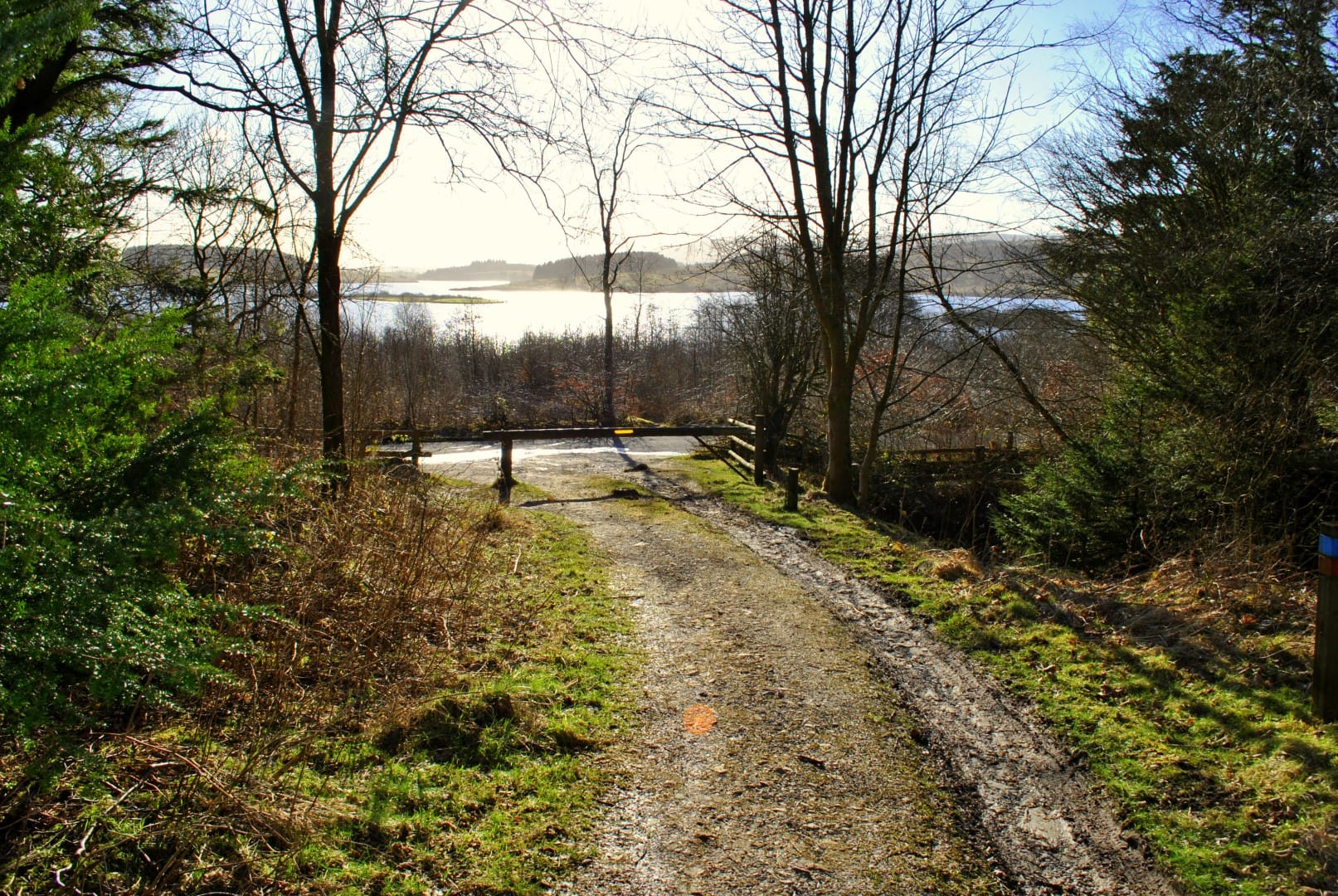 gisburn-forest-trees