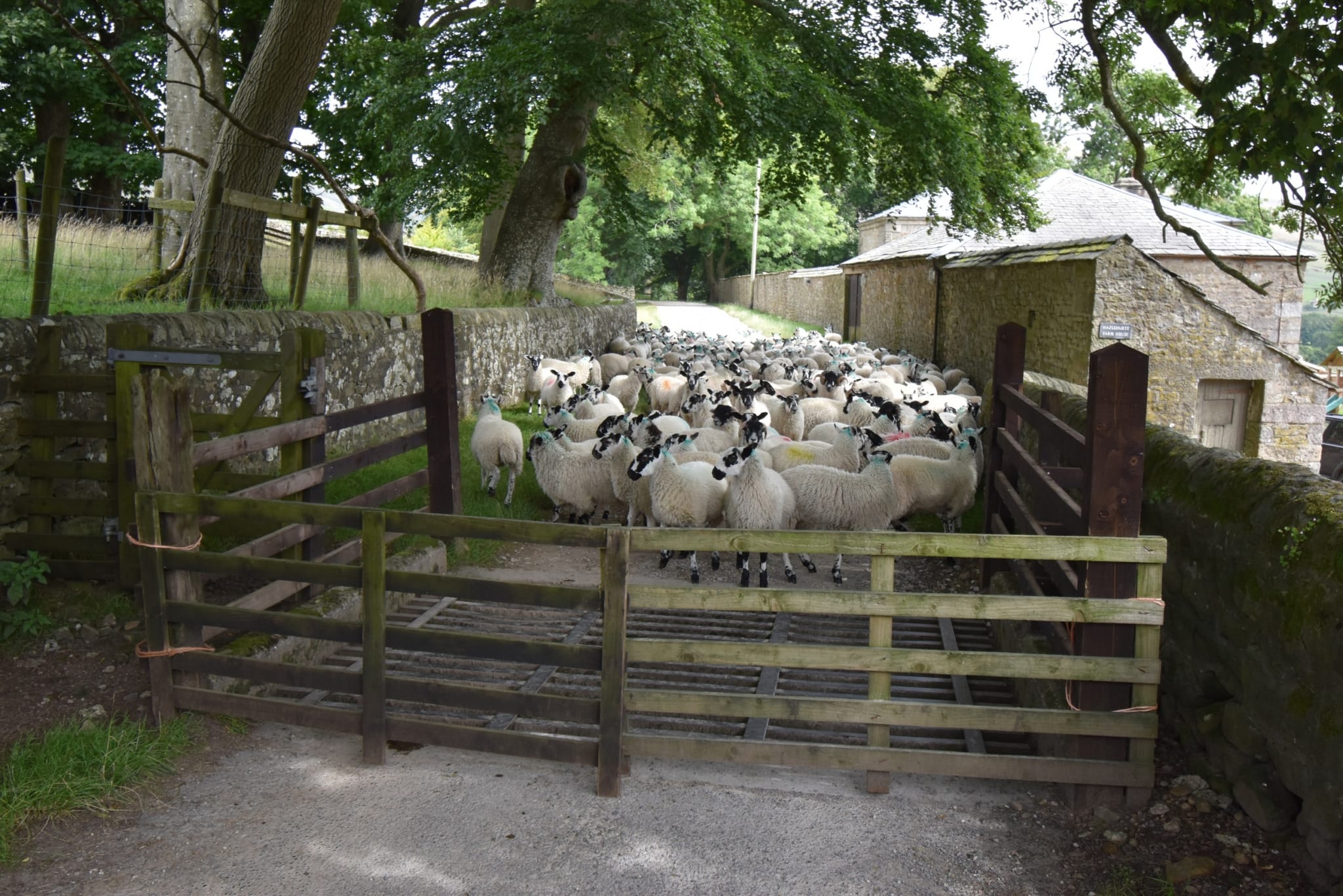 Bleasdale walk (7)